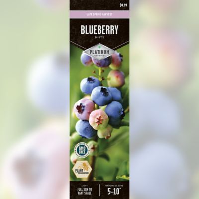 DeGroot Blueberry Misty