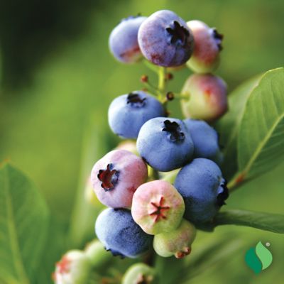 Image showing  Blueberry Misty