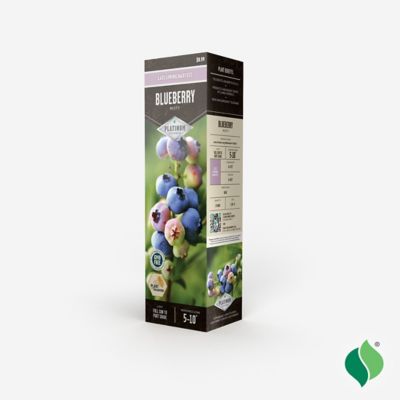 Image showing  Blueberry Misty