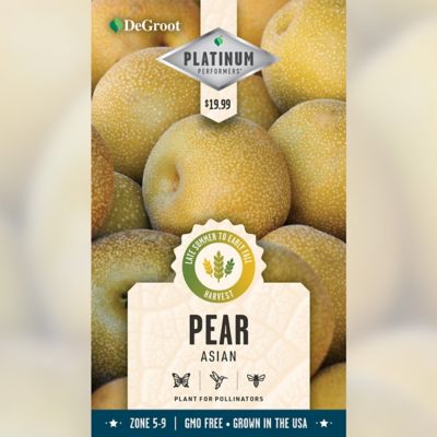 DeGroot Golden Asian Pear Tree Plant