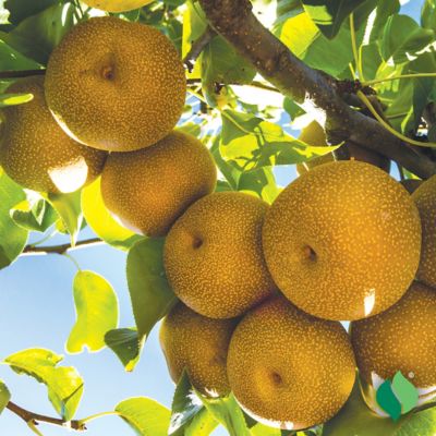 Image showing  Golden Asian Pear Tree Plant