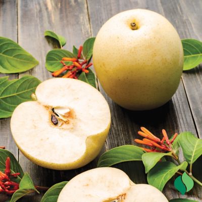 Image showing  Golden Asian Pear Tree Plant