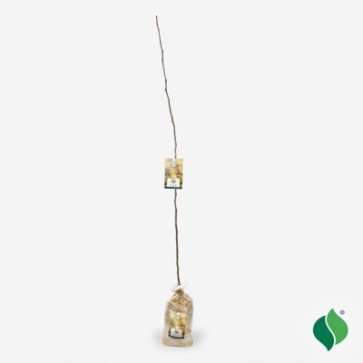 Image showing  Golden Asian Pear Tree Plant