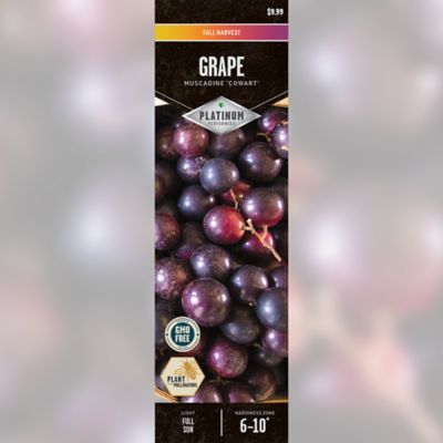 DeGroot Grape Muscadine Cowart