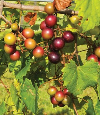 Image showing  Grape Muscadine Cowart