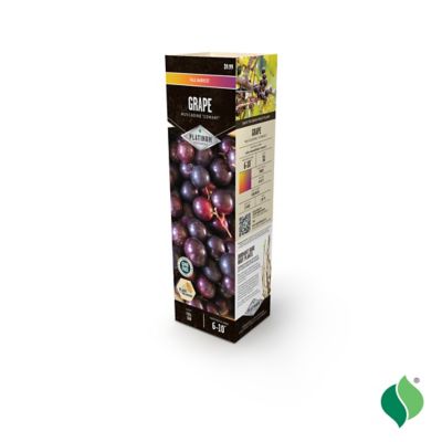 Image showing  Grape Muscadine Cowart