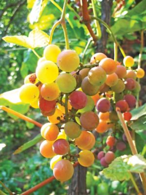 Image showing  Grape Muscadine Triumph