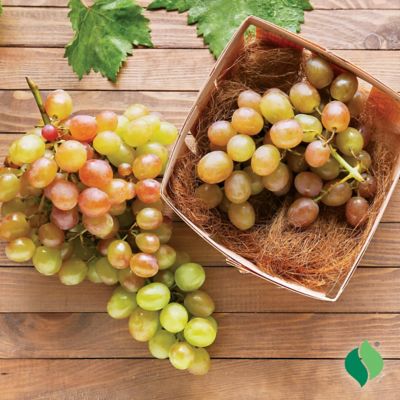 Image showing  Grape Muscadine Triumph