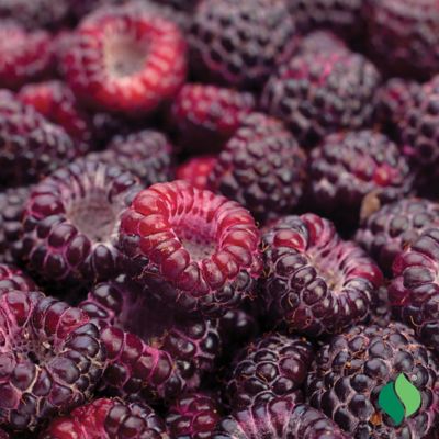 Image showing  Raspberry Jewel