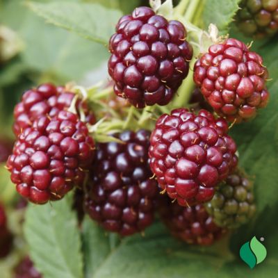 Image showing  Raspberry Royalty