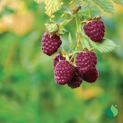 Image showing  Raspberry Royalty