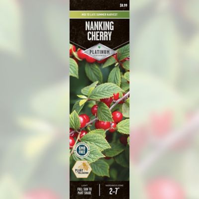 DeGroot Nanking Cherry Bare Root Plant