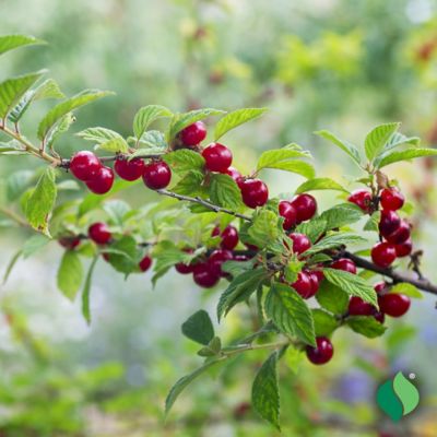 Image showing  Nanking Cherry Bare Root Plant