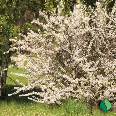 Image showing  Nanking Cherry Bare Root Plant