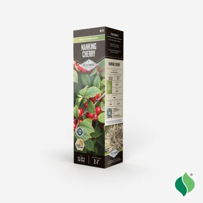 Image showing  Nanking Cherry Bare Root Plant