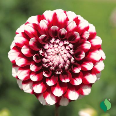 Image showing  Dahlia Duet