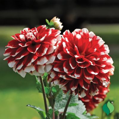 Image showing  Dahlia Duet
