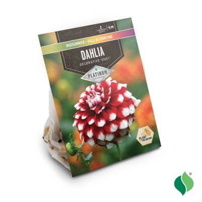 Image showing  Dahlia Duet