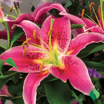 Image showing  Lily Oriental Stargazer