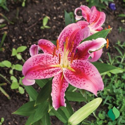 Image showing  Lily Oriental Stargazer