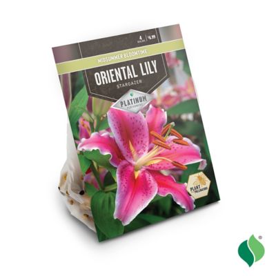 Image showing  Lily Oriental Stargazer