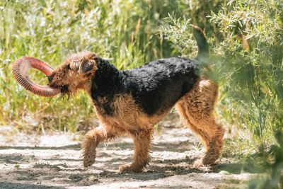 Image showing Chuckit! Rugged Flyer