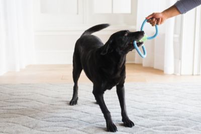 Image showing  Giggle Tug Toy