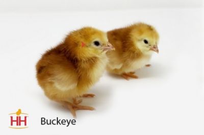 Image showing  Live Buckeye Chickens, 10 ct.