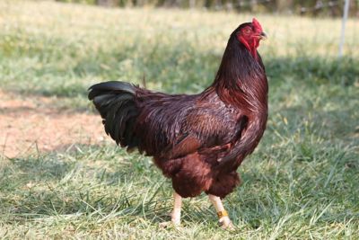 Image showing  Live Buckeye Chickens, 10 ct.