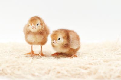 Image showing  Live Buckeye Chickens, 10 ct.