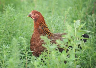 Hoover's Hatchery Live Partridge Rock Chickens, 10 ct. Baby Chicks