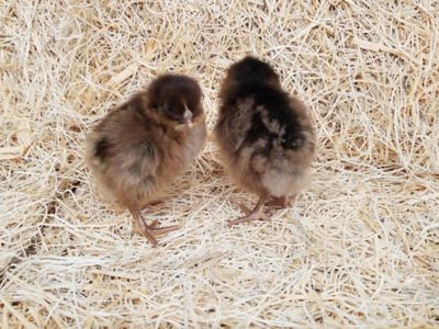 Image showing  Live Partridge Rock Chickens, 10 ct. Baby Chicks
