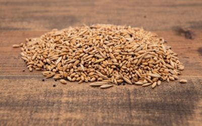 Image showing  Deer Plot Food Plot Mix, 45 lb., Covers 1 Acre