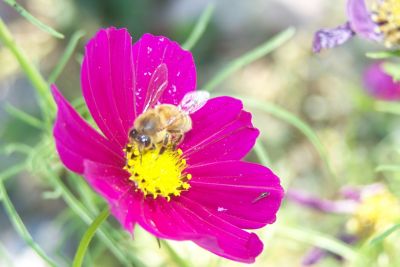 Image showing  Beekeeping Pollinator Wildflower Seeds