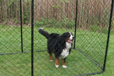 Image showing  6 ft. x 5 ft. x 10 ft. Powder-Coat Chain Link Dog Kennel, Black