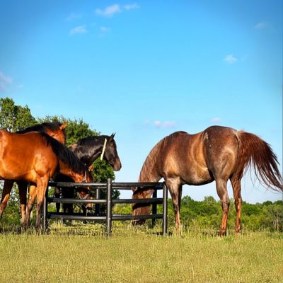 Image showing  2,000 lb. Horse Hay Feeder, 8 ft. x 2 ft. 8 in.
