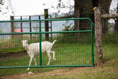 Image showing  16 ft. x 50 in. Wire Filled Gate, 2 in. x 4 in. Mesh, Green