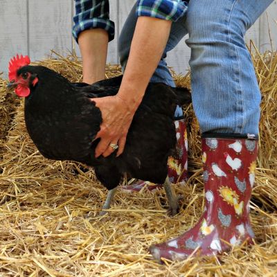 Image showing  Women's Chicken Print Mid Waterproof Garden and Rain Boots