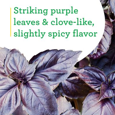 Image showing  Purple Basil, 19.3 oz.
