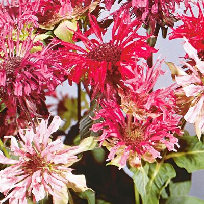 Image showing  Bee Balm 19.3 oz.