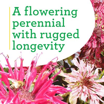 Image showing  Bee Balm 19.3 oz.