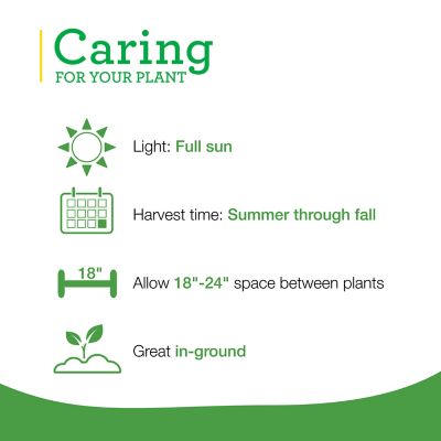 Image showing  Bee Balm 19.3 oz.