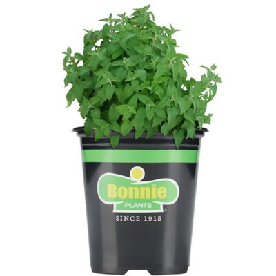 Bonnie Plants 19.3 oz. Potted Catnip Plant, 2 pc.