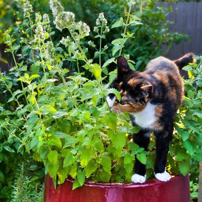 Image showing  19.3 oz. Potted Catnip Plant, 2 pc.