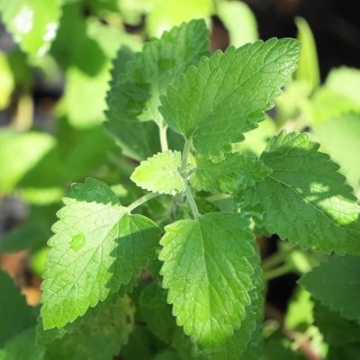 Image showing  19.3 oz. Potted Catnip Plant, 2 pc.