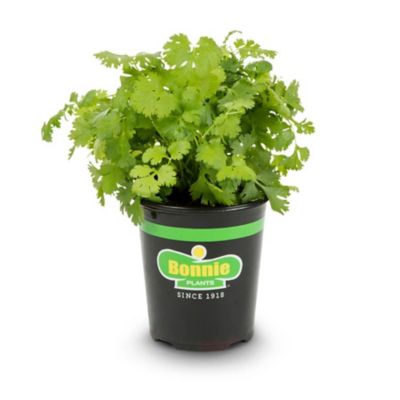 Bonnie Plants 19.3 oz. Potted Cilantro Plant, 2 pc.