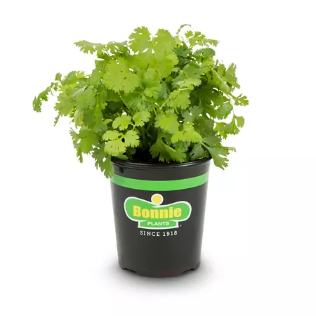 Bonnie Plants 19.3 oz Cilantro plant in pot 2 pcs. Herb Plants