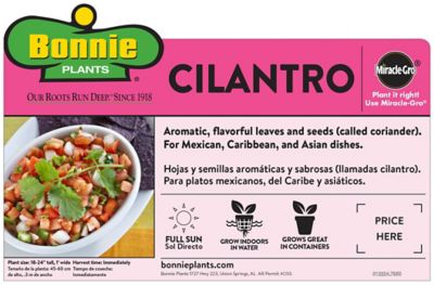 Image showing  19.3 oz. Potted Cilantro Plant, 2 pc.