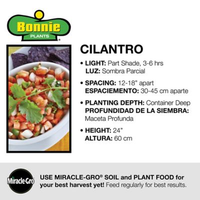 Image showing  19.3 oz. Potted Cilantro Plant, 2 pc.