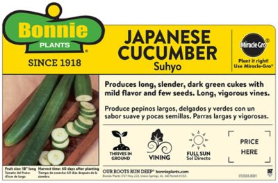 Image showing  19.3 oz. Potted Japanese Cucumber Vegetable Plant